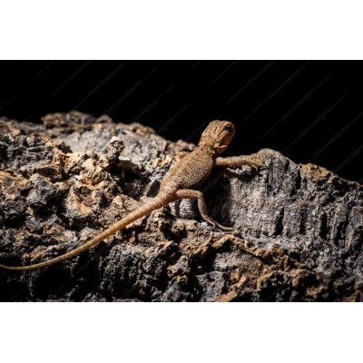 Pogona baby Hypo leatherback RED 